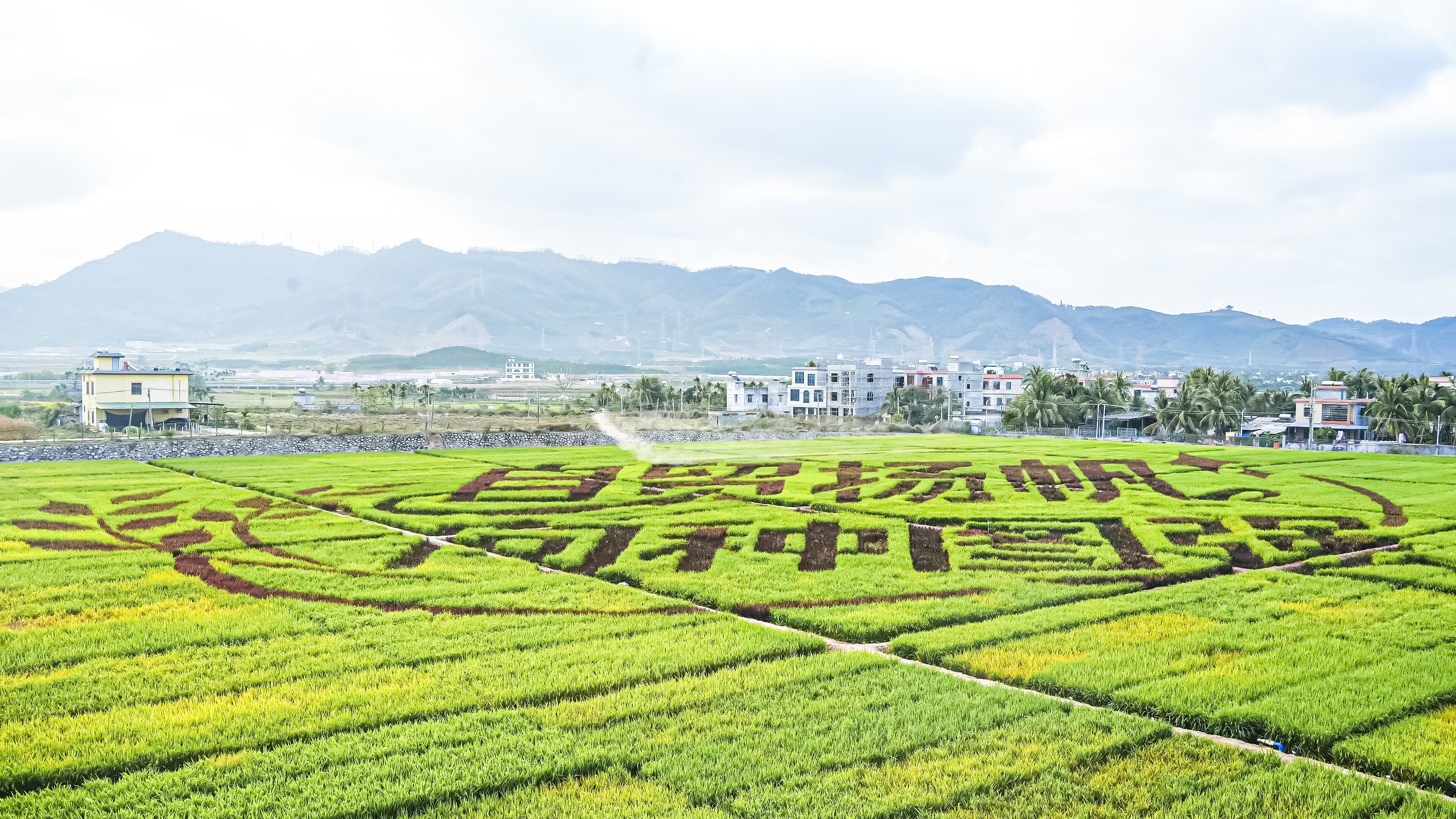 3月27日，三亚市崖州区，航拍2026种子大会暨南繁硅谷论坛田间品种展示区。（中国种子协会 供图）.jpg